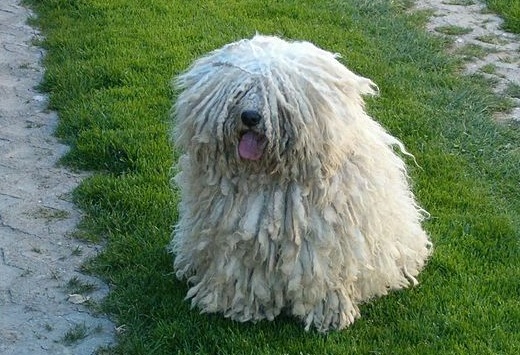 Puli - Forrás: Wikipedia